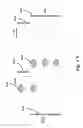 Fig. 66 - Devices for detecting or filtering tumor cells