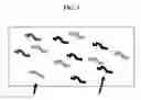 Fig. 02 - Methods of polypeptide identification, and compositions therefor