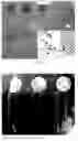 Fig. 05 - Pattern definition of nanocellulose sheets through selective ashing via lithographic masking