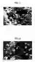 Fig. 03 - Carrier, two-component developer, developer for replenishment, process cartridge, image forming apparatus, and image forming method