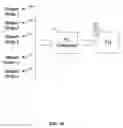 Fig. 12 - Enhanced multi-stream operations