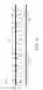 Fig. 04 - Shielded electrical ribbon cable with dielectric spacing