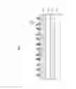 Fig. 08 - Methods of forming fine patterns including pad portion and line portion