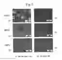 Fig. 03 - NITRIDE SEMICONDUCTOR CRYSTAL AND METHOD OF FABRICATING THE SAME