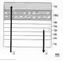 Fig. 01 - Display device and optical film