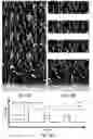 Fig. 07 - Particle-based silicon electrodes for energy storage devices