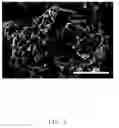 Fig. 03 - Positive electrode active material for secondary battery, method for preparing same, and secondary battery comprising same