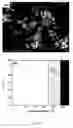 Fig. 06 - CERAMIC ION CONDUCTING STRUCTURES AND METHODS OF FABRICATING SAME, AND USES OF SAME