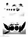 Fig. 03 - Peach tree named 'FLATWO'