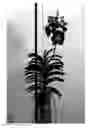 Fig. 01 - Vanda plant named SPCDW1521