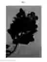 Fig. 04 - Vanda plant named SPCDW1519