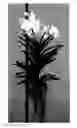 Fig. 01 - Vanda plant named SPCDW1517