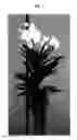 Fig. 02 - Vanda plant named SPCDW1517