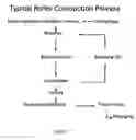 Fig. 02 - METHODS AND COMPOSITIONS OF GRANULE FORMULATIONS