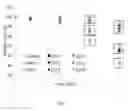 Fig. 14 - Biopolymer-based preservation of perishable products