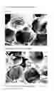 Fig. 15 - Frozen confection and process of making