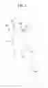 Fig. 06 - COMPRESSION GARMENT