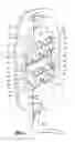 Fig. 04 - Lumbar stimulation device for a chair