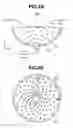 Fig. 05 - PHANTOM AND PACKAGED PHANTOM FOR EVALUATING PHOTOACOUSTIC MEASUREMENT APPARATUS