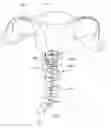 Fig. 01 - Uterine manipulator device with cutting element