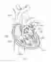 Fig. 02 - Devices, systems, and methods for reshaping a heart valve annulus