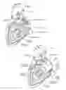 Fig. 04 - Devices, systems, and methods for reshaping a heart valve annulus