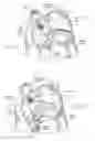 Fig. 08 - Devices, systems, and methods for reshaping a heart valve annulus