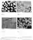 Fig. 02 - Mill blanks based on a polymerized, fracture-tough prosthesis material