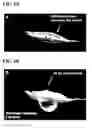 Fig. 02 - Intravascular delivery of nanoparticle compositions and uses thereof