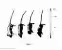 Fig. 05 - Microneedle-based transdermal delivery system and method of making same