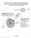 Fig. 03 - Multivalent delivery of immune modulators by liposomal spherical nucleic acids for prophylactic or therapeutic applications