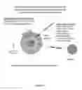 Fig. 04 - Multivalent delivery of immune modulators by liposomal spherical nucleic acids for prophylactic or therapeutic applications