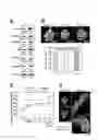 Fig. 04 - Method of encapsulating pancreatic islet cells introduced to siRNA against PHLDA3