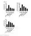 Fig. 07 - COMPOSITION USING METFORMIN FOR PREVENTING OR TREATING IMMUNE DISEASES INCLUDING LUPUS