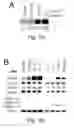 Fig. 02 - Peptide and small molecule agonists of EPHA and uses thereof