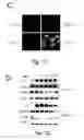 Fig. 03 - Peptide and small molecule agonists of EPHA and uses thereof