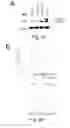 Fig. 04 - Peptide and small molecule agonists of EPHA and uses thereof