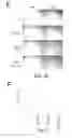 Fig. 06 - Peptide and small molecule agonists of EPHA and uses thereof
