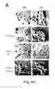 Fig. 07 - Peptide and small molecule agonists of EPHA and uses thereof