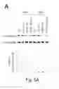 Fig. 09 - Peptide and small molecule agonists of EPHA and uses thereof