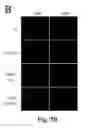 Fig. 10 - Peptide and small molecule agonists of EPHA and uses thereof