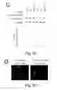 Fig. 11 - Peptide and small molecule agonists of EPHA and uses thereof