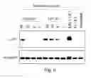 Fig. 15 - Peptide and small molecule agonists of EPHA and uses thereof