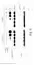 Fig. 17 - Peptide and small molecule agonists of EPHA and uses thereof