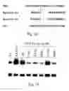 Fig. 20 - Peptide and small molecule agonists of EPHA and uses thereof