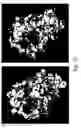 Fig. 29 - Peptide and small molecule agonists of EPHA and uses thereof