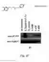 Fig. 32 - Peptide and small molecule agonists of EPHA and uses thereof