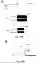 Fig. 33 - Peptide and small molecule agonists of EPHA and uses thereof