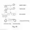 Fig. 35 - Peptide and small molecule agonists of EPHA and uses thereof