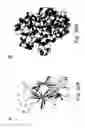 Fig. 37 - Peptide and small molecule agonists of EPHA and uses thereof